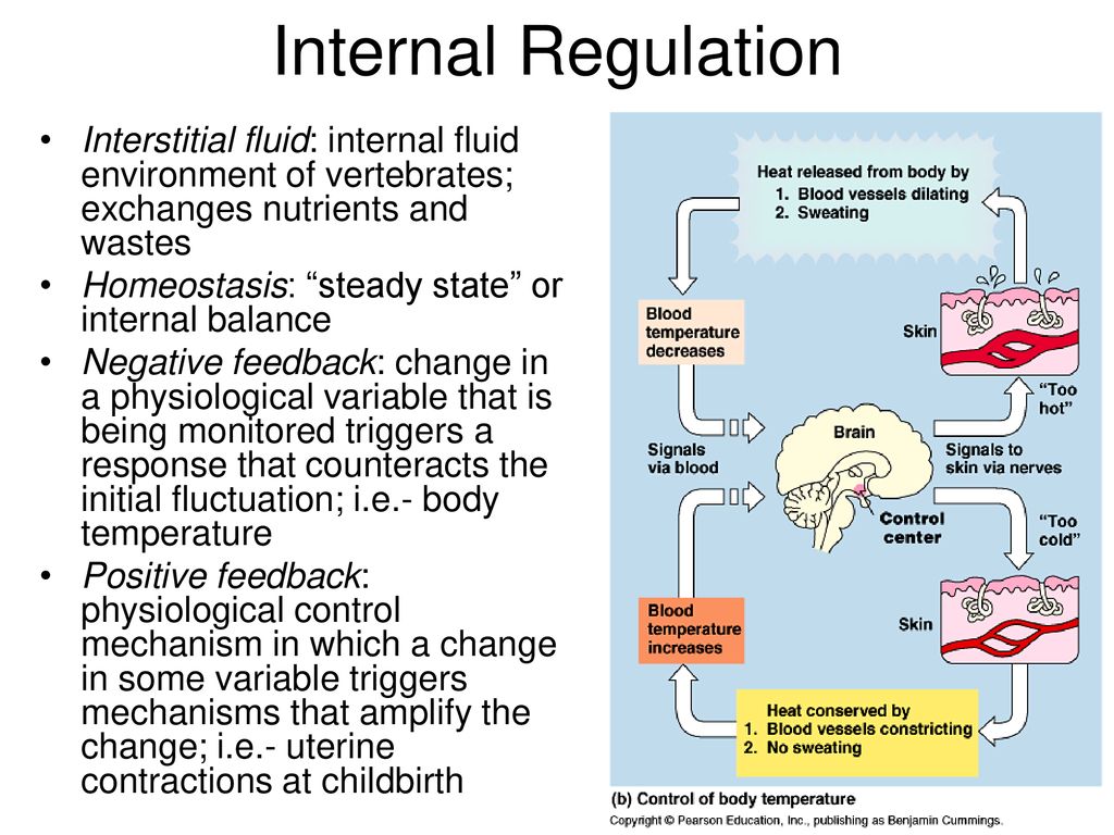 An Introduction to Animal Structures and Function Biology Diagrams