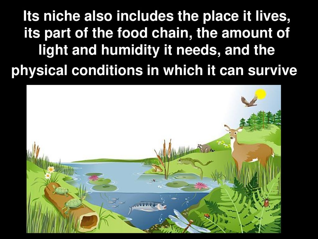 Interaction of Animals Biology Diagrams