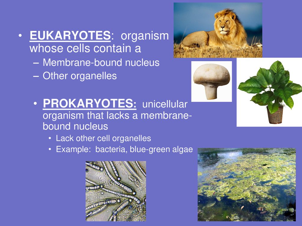 EUKARYOTES: organism whose cells contain a