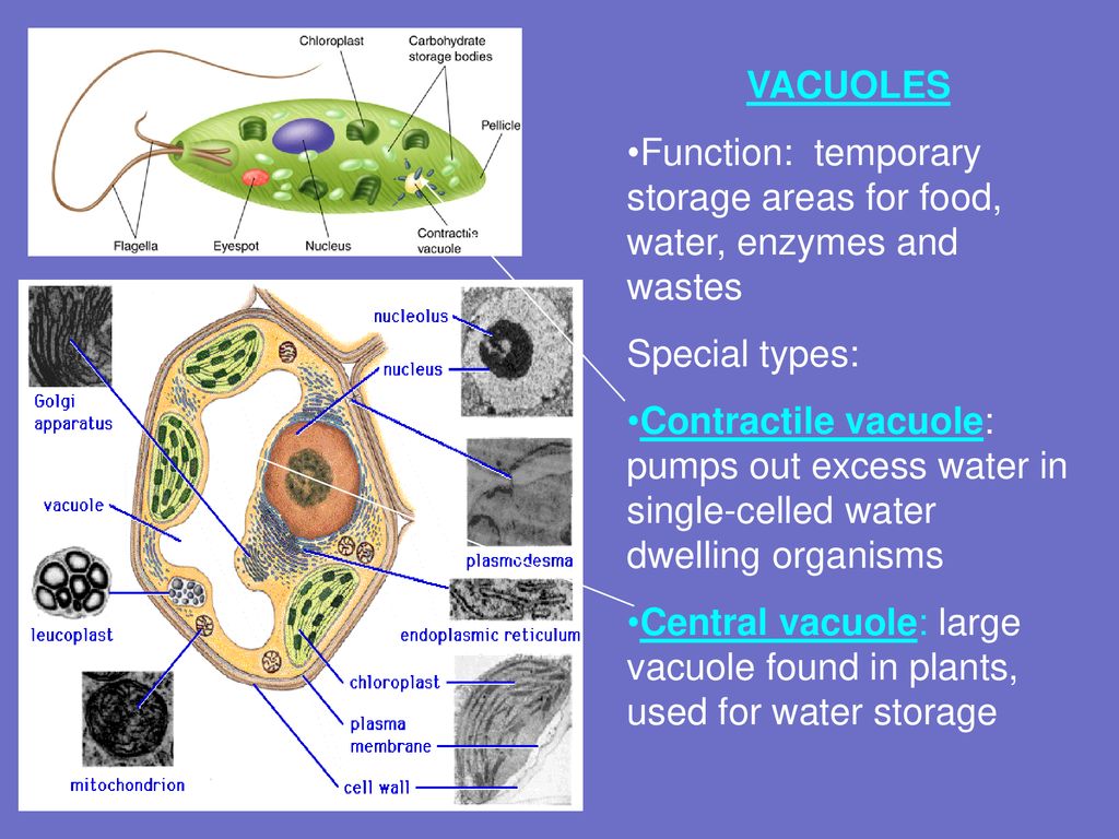 VACUOLES Function: temporary storage areas for food, water, enzymes and wastes. Special types: