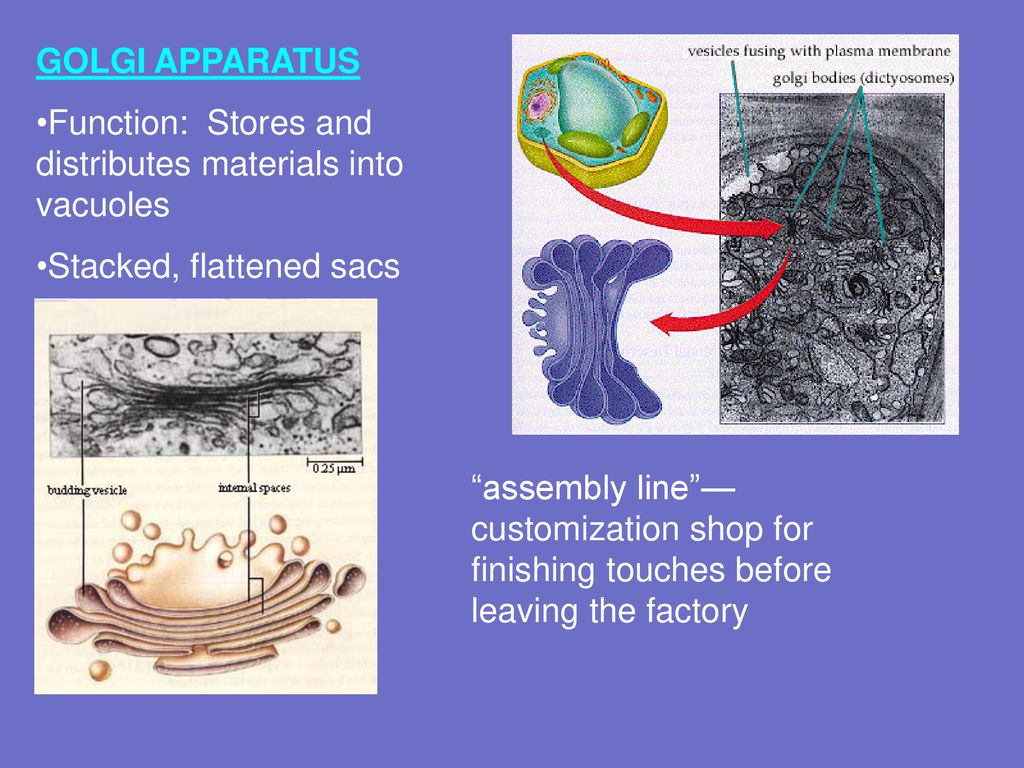 GOLGI APPARATUS Function: Stores and distributes materials into vacuoles. Stacked, flattened sacs.