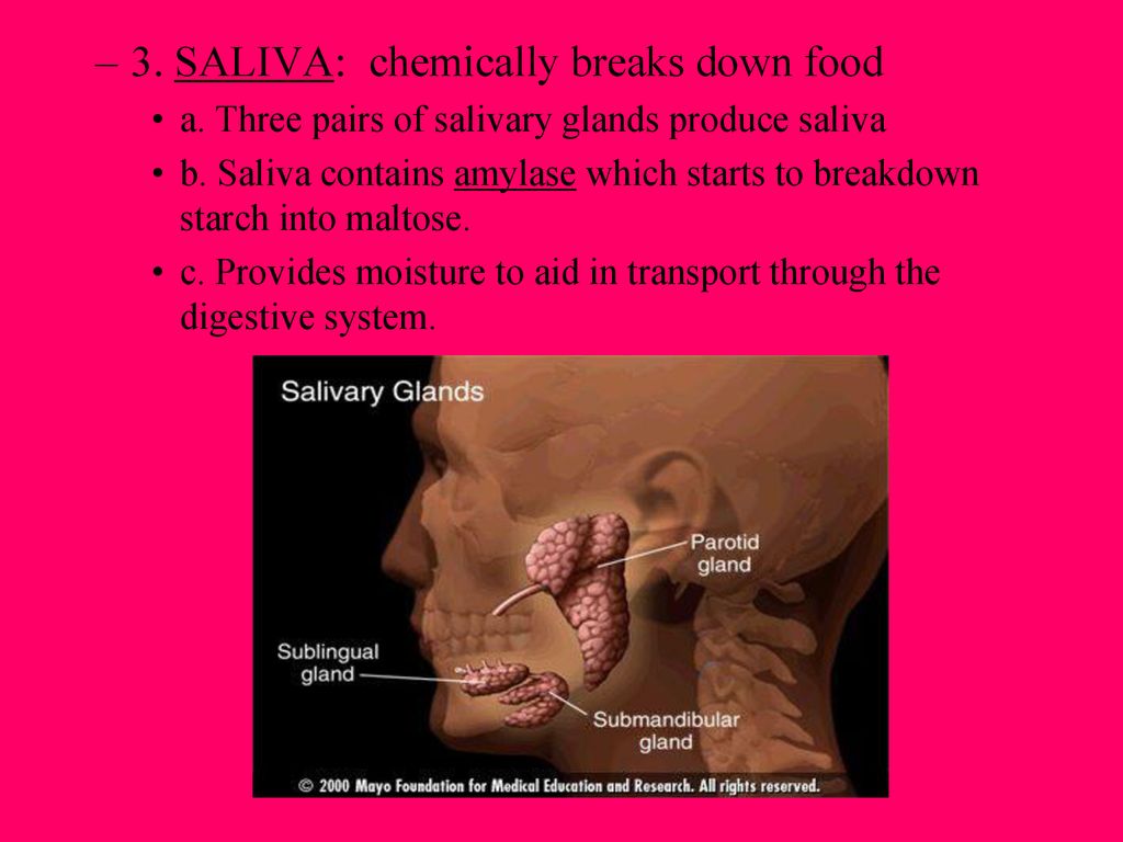 DIGESTION. ppt download