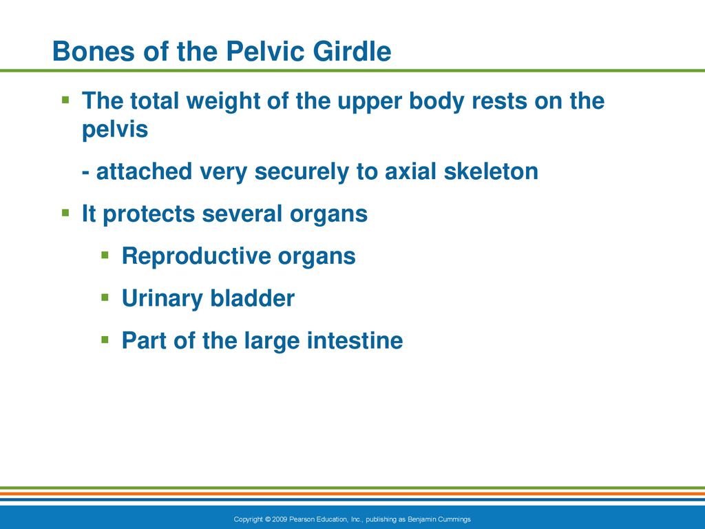 The Skeletal System. - ppt download