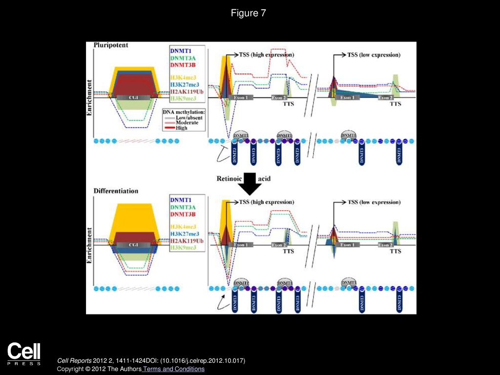 Bivalency Of Master Regulator Gene Loci In T H 1 And T H 2 Cells