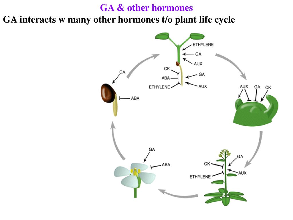 Действие фитогормонов на растение. Гормоны растений фитогормоны. Фитогормоны растений таблица. Ауксины Гиббереллины и цитокинины. Фитогормоны и их функции.