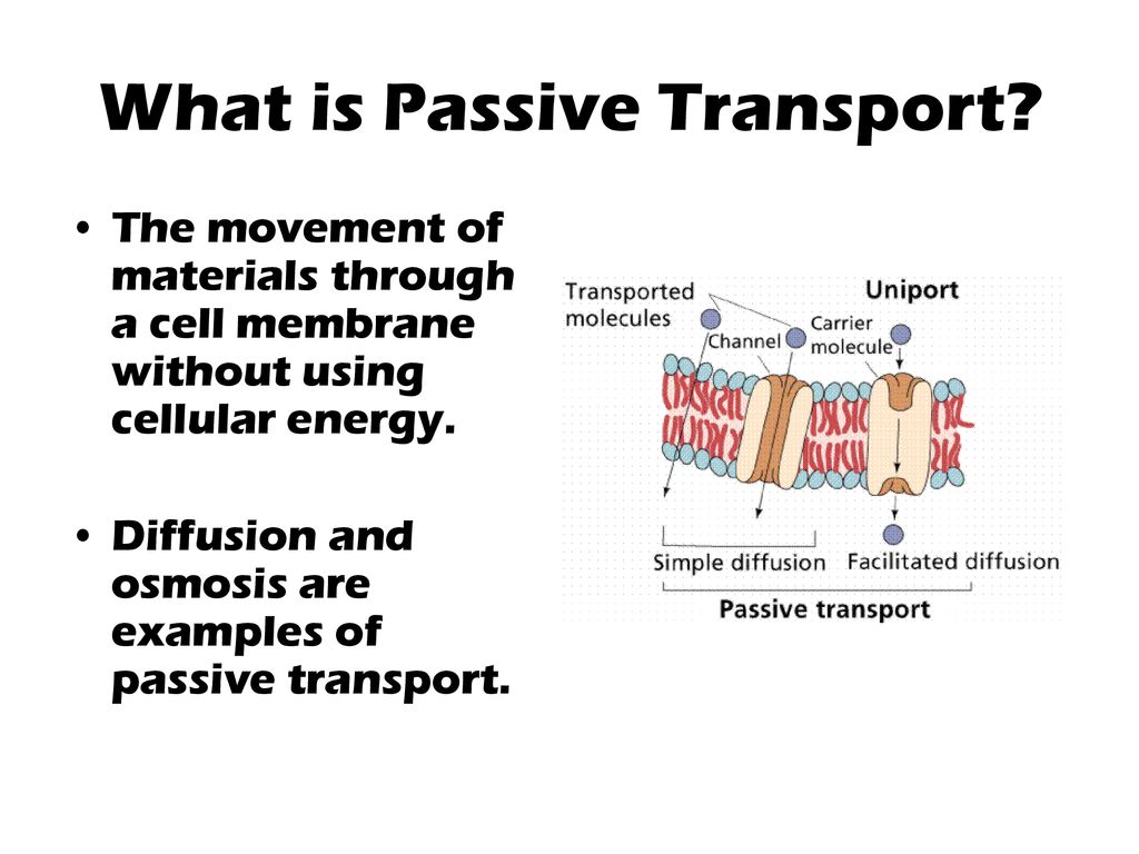 The Cell in Its Environment - ppt download