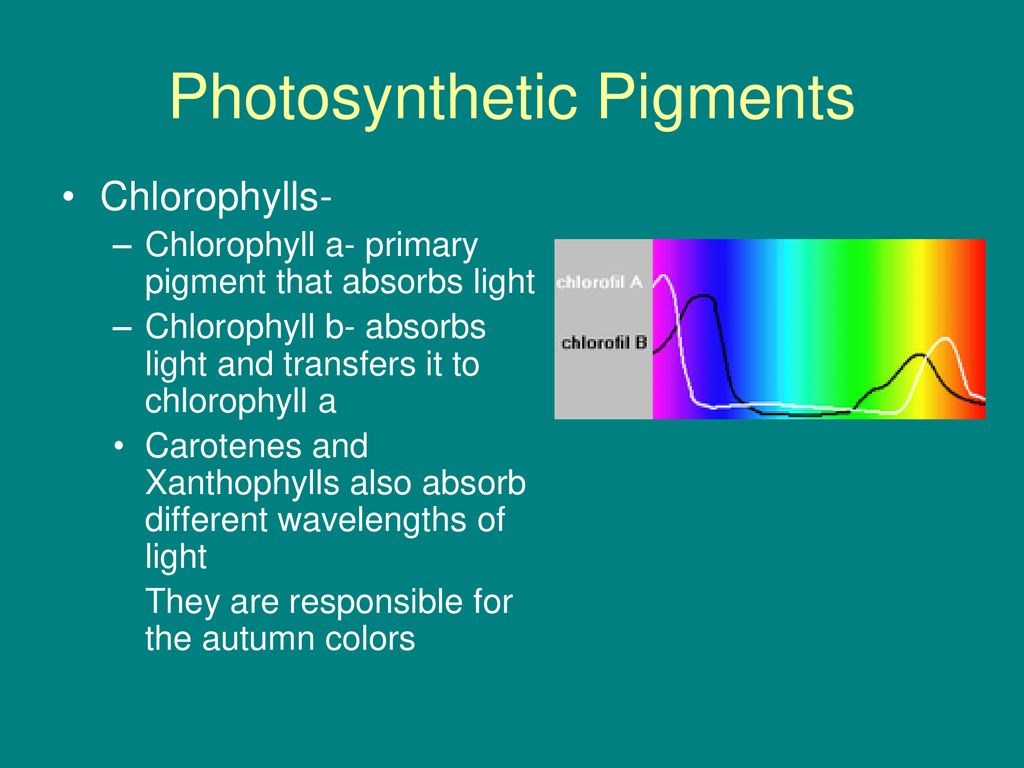Photosynthesis And Cellular Respiration Ppt Download photosynthesis-and-cellular-respiration-ppt-download