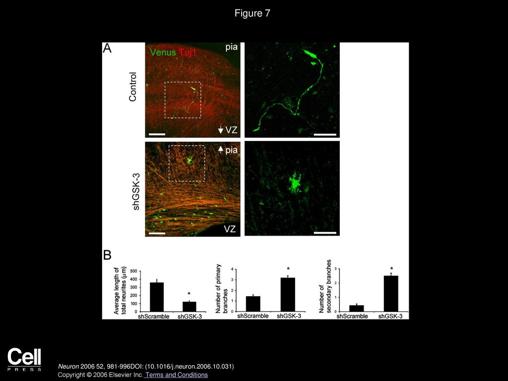 Figure 7 GSK-3 Regulates Neuronal Process Morphology in the Developing Neocortex.