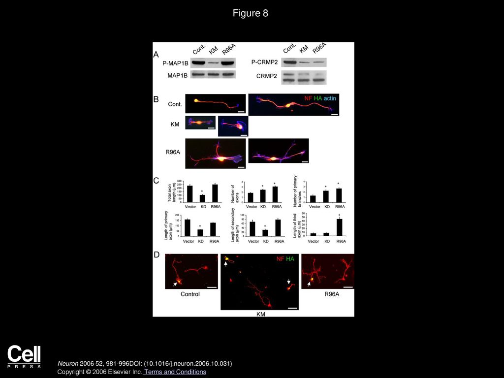 Figure 8 Effects of GSK-3 KM and GSK-3 R96A on Axon Morphogenesis
