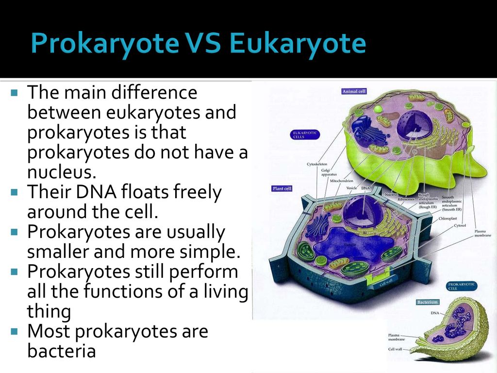 And all its parts The Nucleus. - ppt download