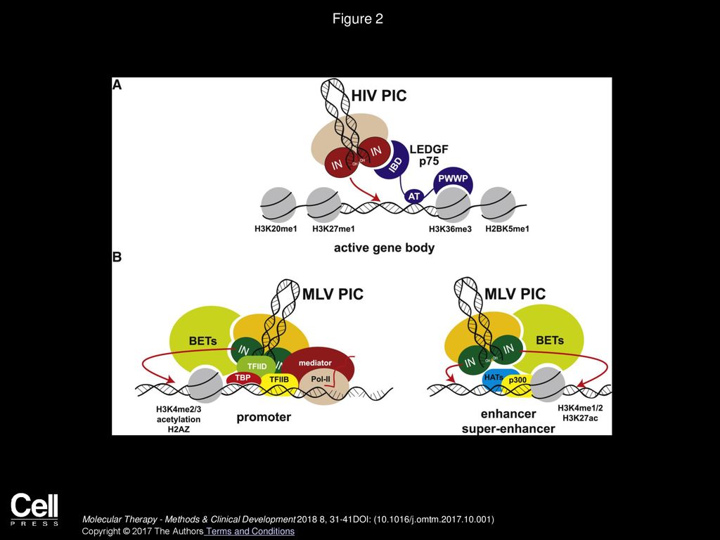 Figure 2 HIV and MLV Pre-integration Complexes Are Tethered to Chromatin by Different Mechanisms.