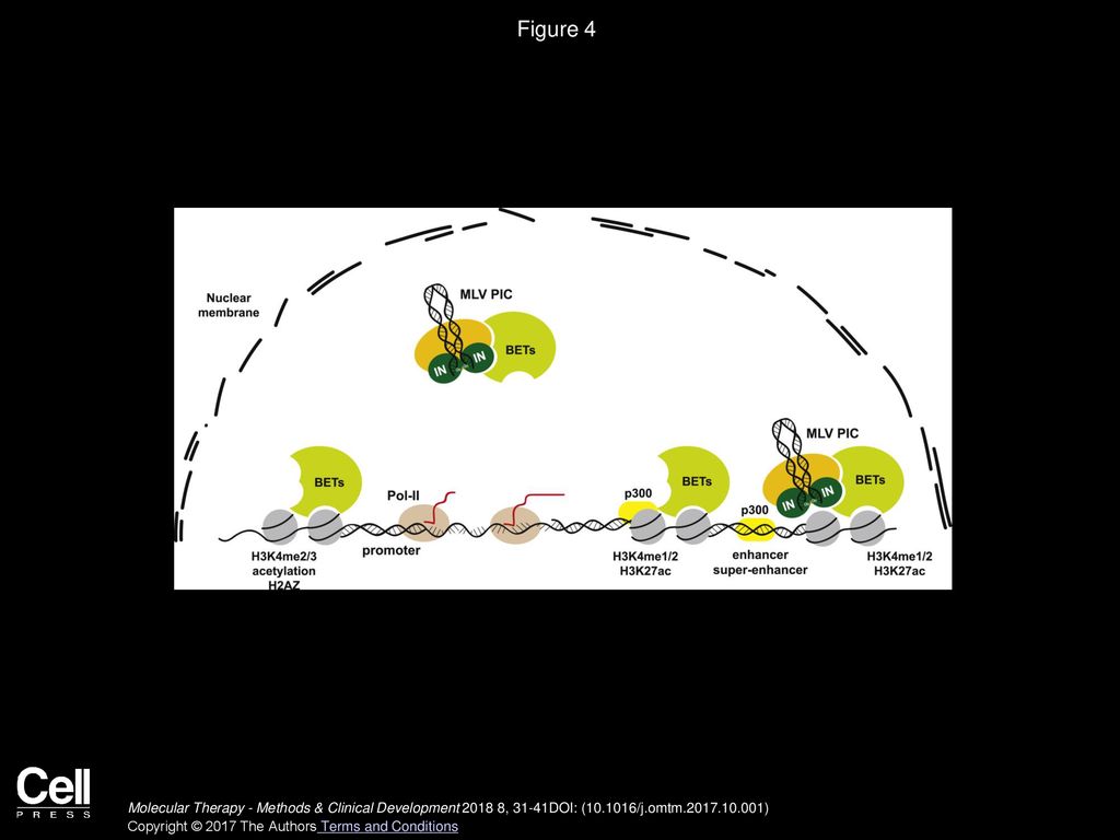 Figure 4 Overview of the Genomic Characteristics Favoring Gamma-Retroviral Integration.