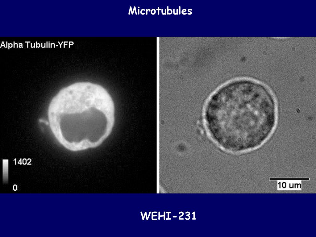 Microtubules WEHI-231