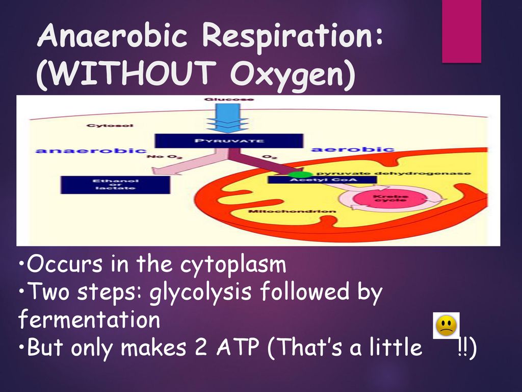 CELLULAR RESPIRATION - ppt download