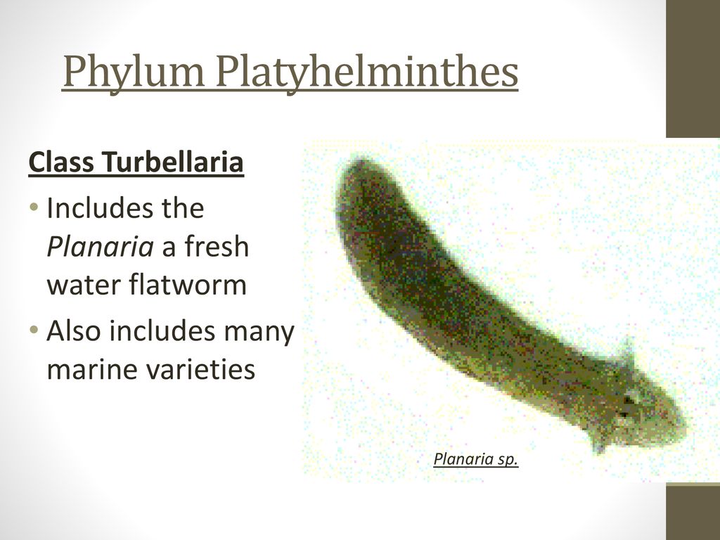 Platyhelminthes 5 exemple Meniu de navigare