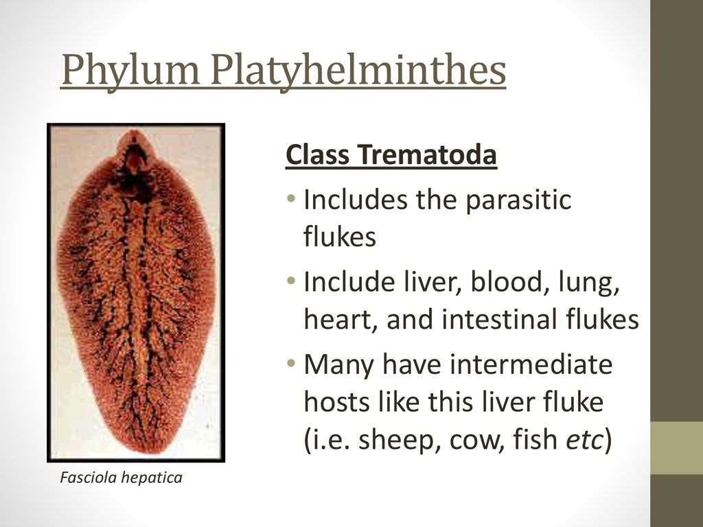 platyhelminthes fluhe hepatic