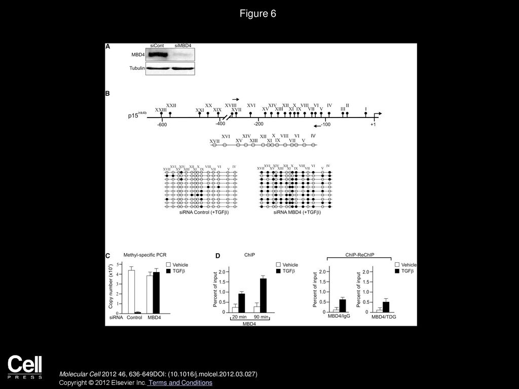 Figure 6 MBD4 Is Required for TGF-β-Dependent DNA Demethylation