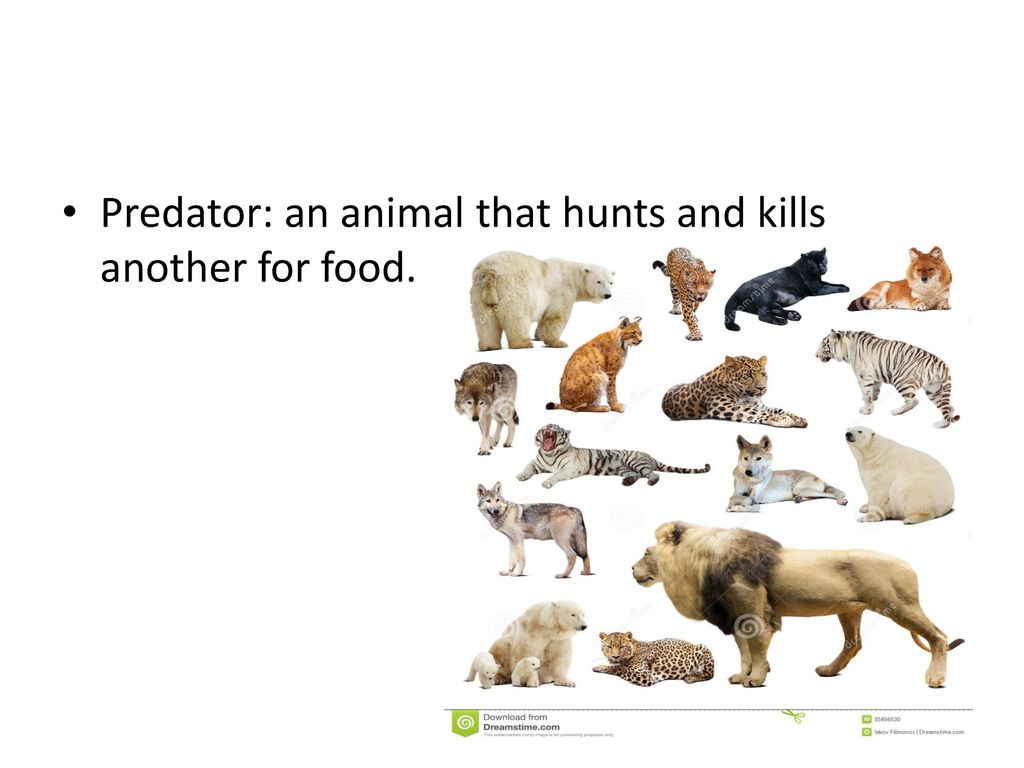 FOOD CHAINS AND WEBS. Biology Diagrams