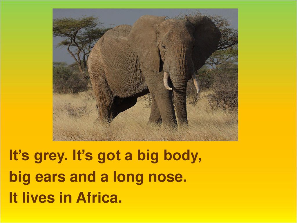 He s got big ears. What animals Live in Africa. It is Grey. Отгадка на загадку по английски this animal is Grey. It has big Ears. Its big and Grey it has very big Ears.