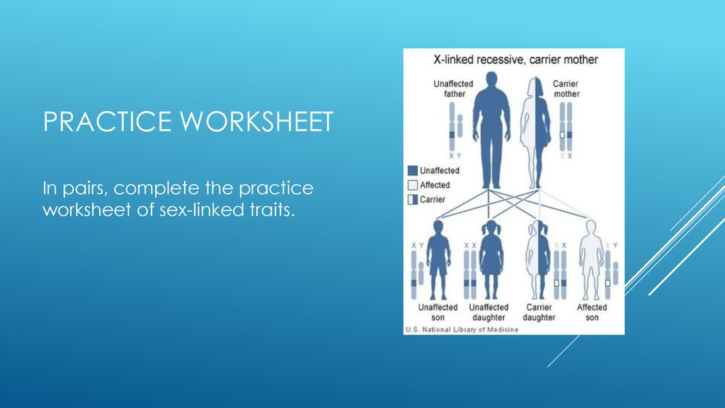 Practice Worksheet In pairs, complete the practice worksheet of sex-linked traits.