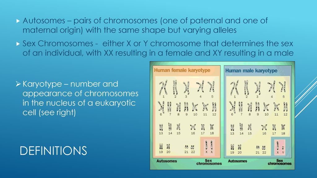 Autosomes – pairs of chromosomes (one of paternal and one of maternal origin) with the same shape but varying alleles
