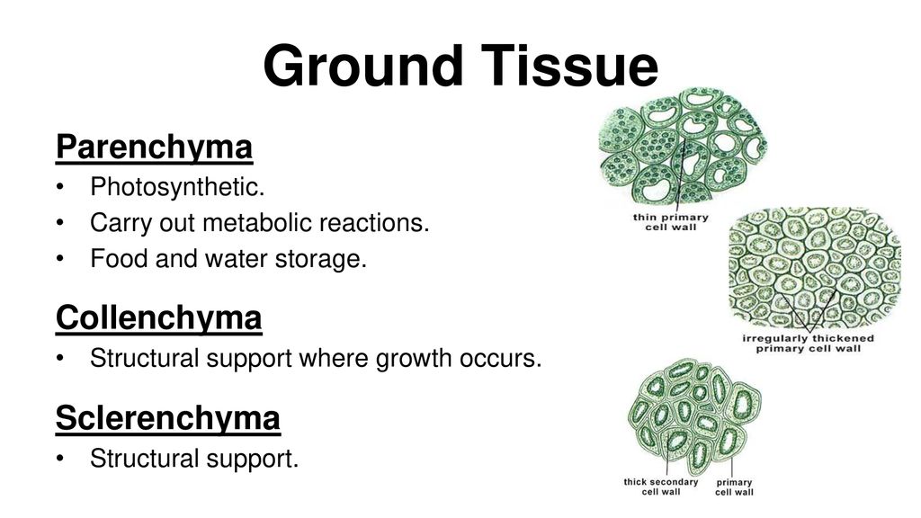 ground tissue parenchyma collenchyma sclerenchyma