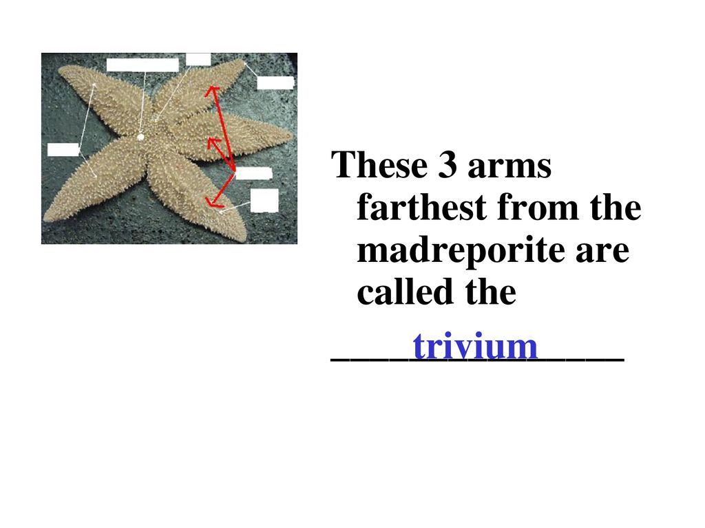 These 3 arms farthest from the madreporite are called the