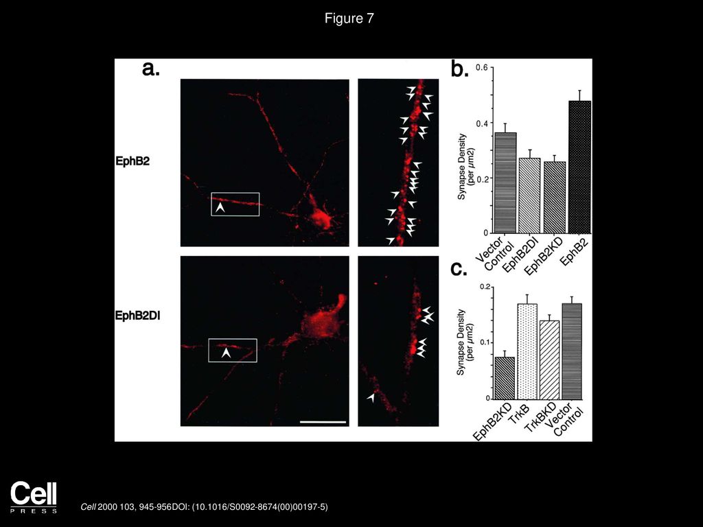 Figure 7 Effects of Overexpressing EphB2 Constructs on NMDA Receptor Postsynaptic Sites.
