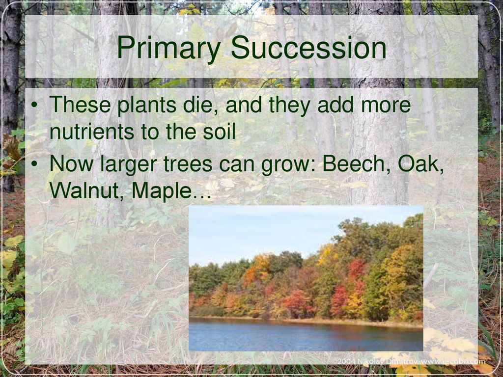 Primary Succession These plants die, and they add more nutrients to the soil.
