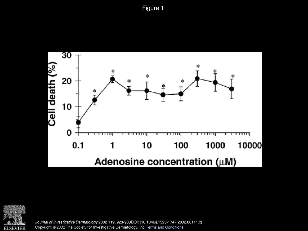 Adenosine Receptors As Mediators Of Both Cell Proliferation And Cell