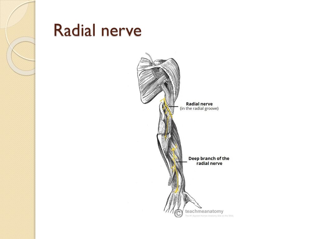 Peripheral nerve injuries (upper and lower) Biology Diagrams