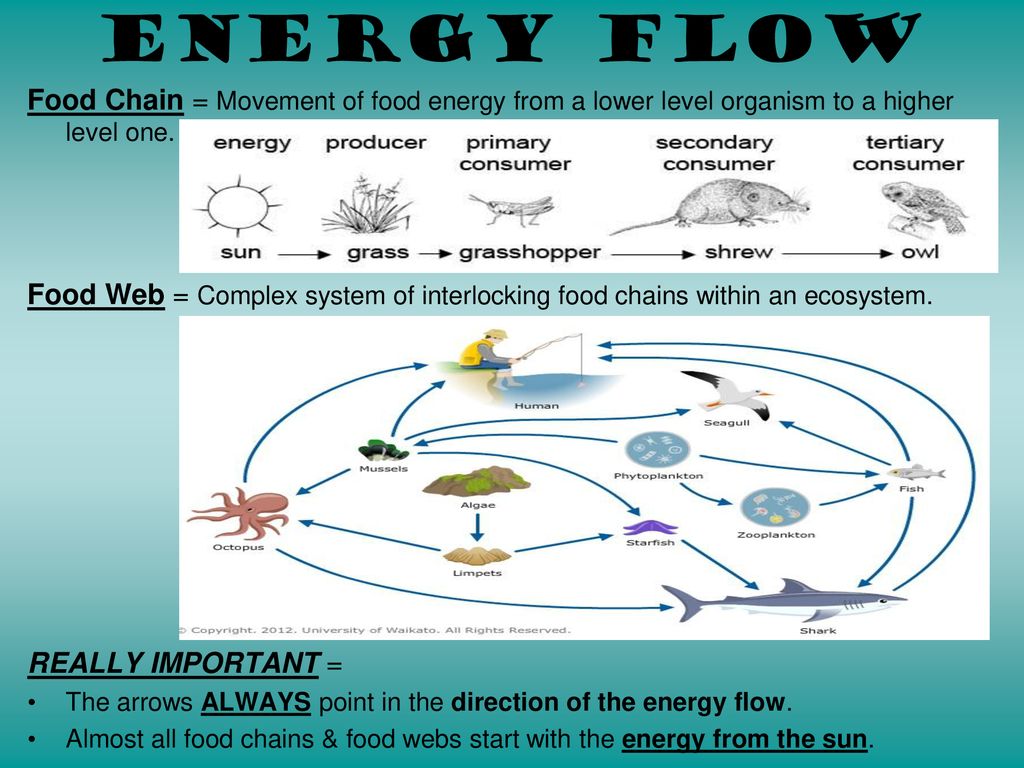 The study of the interactions between organisms & the environment ... Biology Diagrams