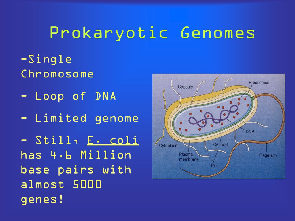 DNA, Genes & Genomes. - ppt download