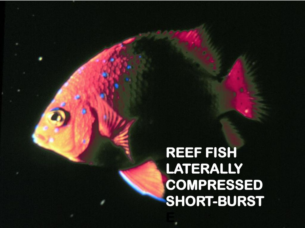 REEF FISH LATERALLY COMPRESSED SHORT-BURST E