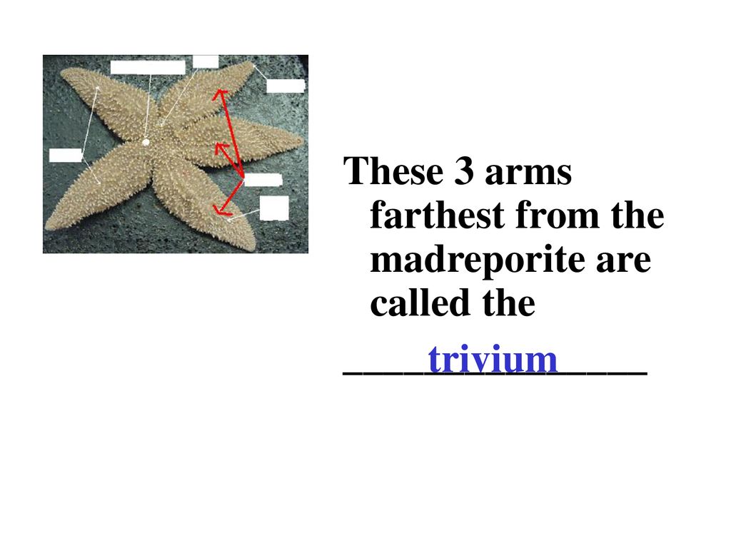 These 3 arms farthest from the madreporite are called the