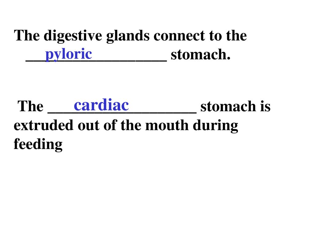 The digestive glands connect to the __________________ stomach.