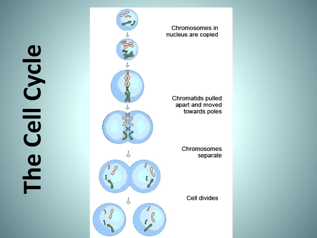 The Cell Cycle Lesson Objectives Explain why cells need to divide Biology Diagrams