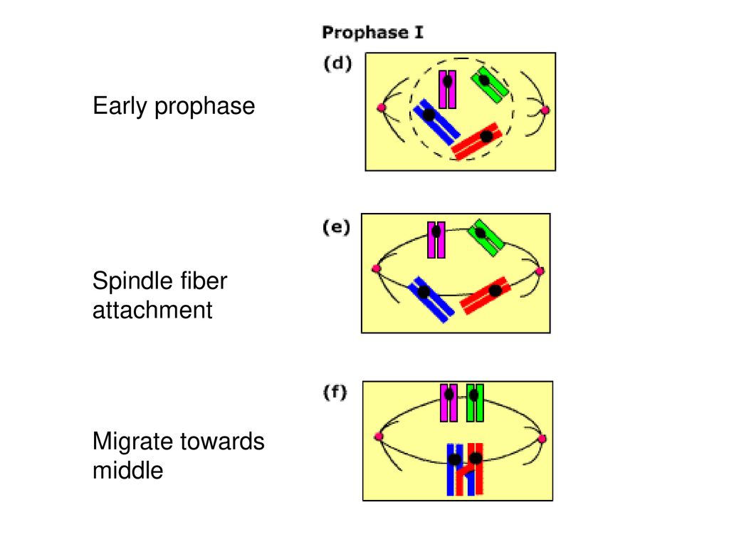 Most images/information from click4biology.com Biology Diagrams