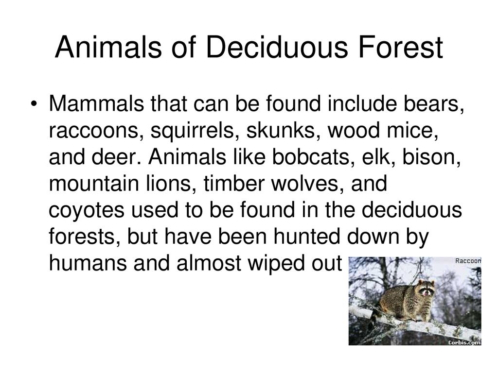 Deciduous Forest. - ppt download