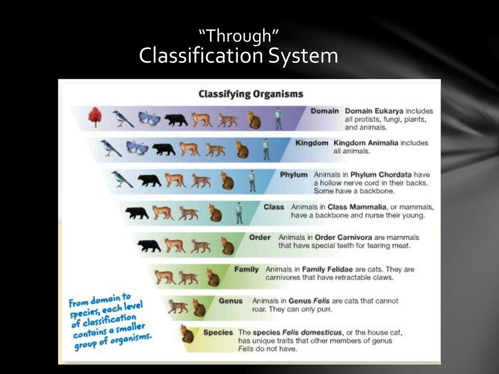 CLASSIFICATION Chapter 9 Lesson 9.1 Pages Chapter 9 Lesson 9.2 pages ...