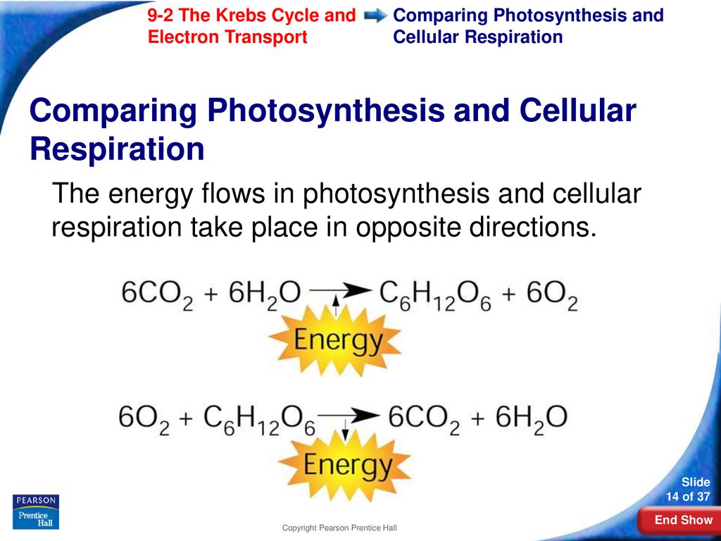 9-2 The Krebs Cycle and Electron Transport - ppt download