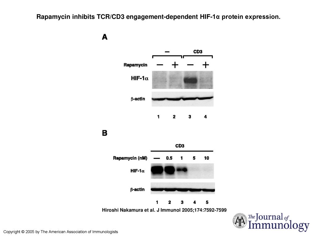 Rapamycin inhibits TCR/CD3 engagement-dependent HIF-1α protein expression.