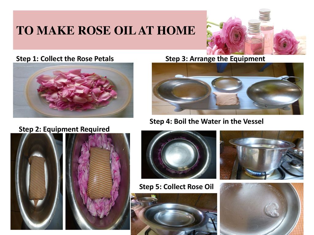 Extraction of Rose Oil Dr.Tahira Anjum. - ppt download