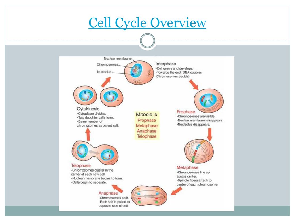 Provide 2 reasons you think cells might divide? Biology Diagrams