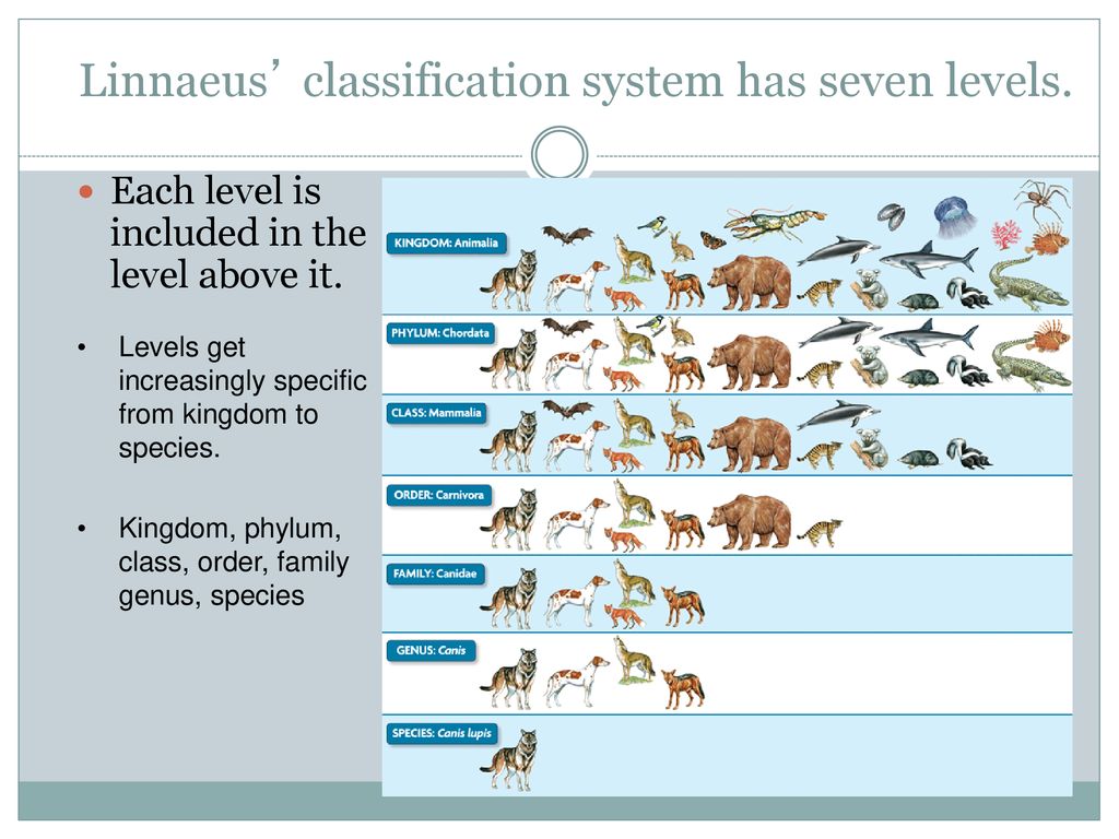 Of each level of the. Linnaeus classification. Linnean System of classification. Linnaean classification. The Linnaeus System for classification.