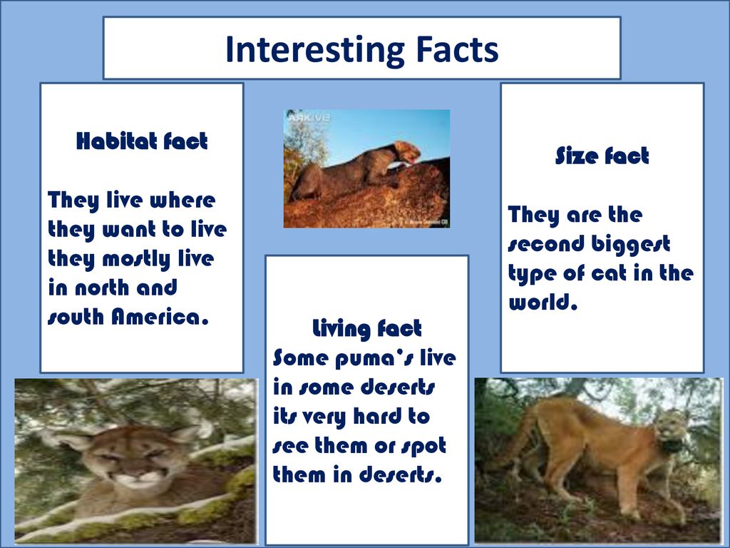 Puma can also be called as a mountain lion - ppt download
