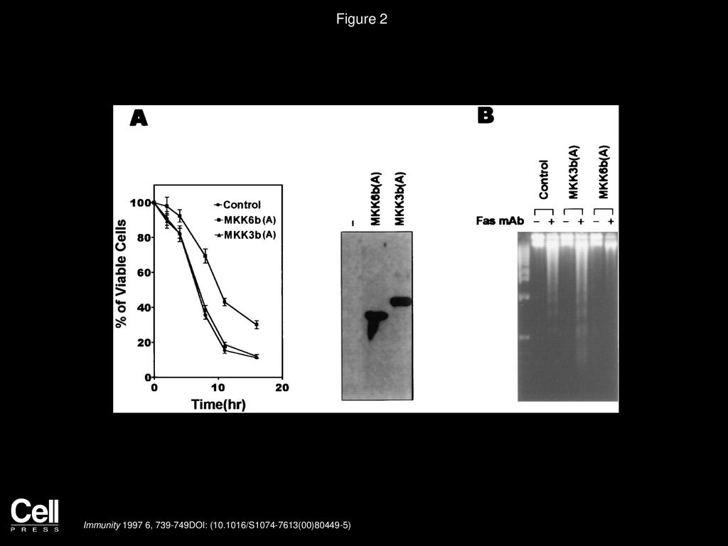 Figure 2 MKK6b Activation Is Required for Apoptosis