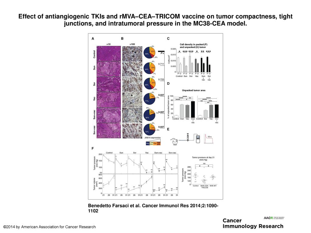 Effect of antiangiogenic TKIs and rMVA–CEA–TRICOM vaccine on tumor compactness, tight junctions, and intratumoral pressure in the MC38-CEA model.