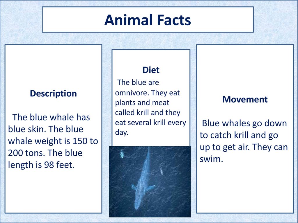 Blue Whale 1) Type the name of your animal 2) type your name 3) include