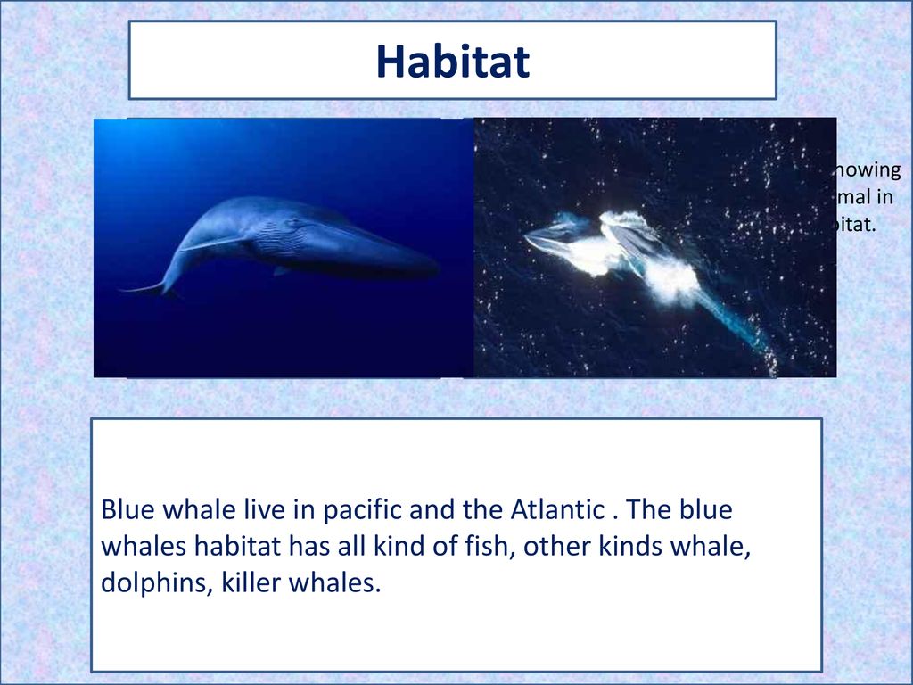 Blue Whale 1) Type the name of your animal 2) type your name 3) include